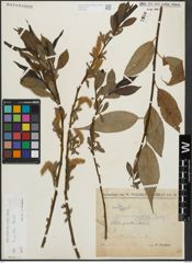 Foto von Salix lucida Muhl.